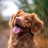happy dogo