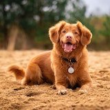 sitting dogo
