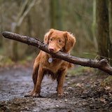 good dogo